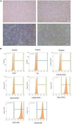 Exosomes Derived From Umbilical Cord Mesenchymal Stem Cells Treat Cutaneous Nerve Damage and Promote Wound Healing